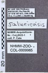 Etiketten zu Dolinolus curtus (NHMW-ZOO-COL-0009965)